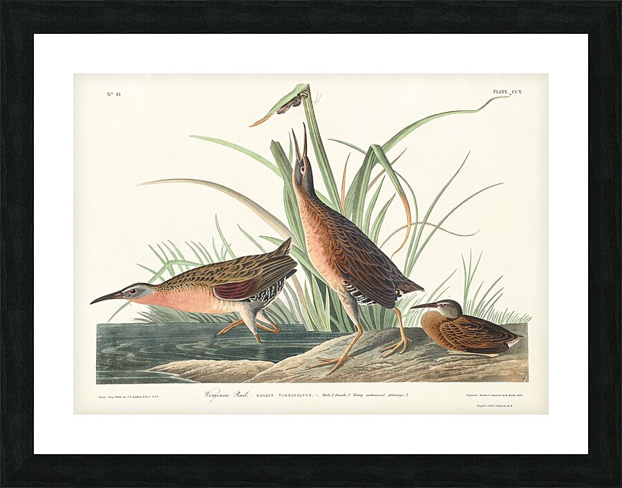Virginia Rail Picture Frame print