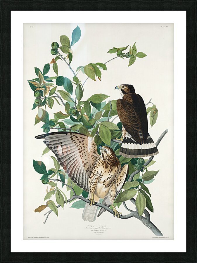 Broad-winged Hawk Picture Frame print