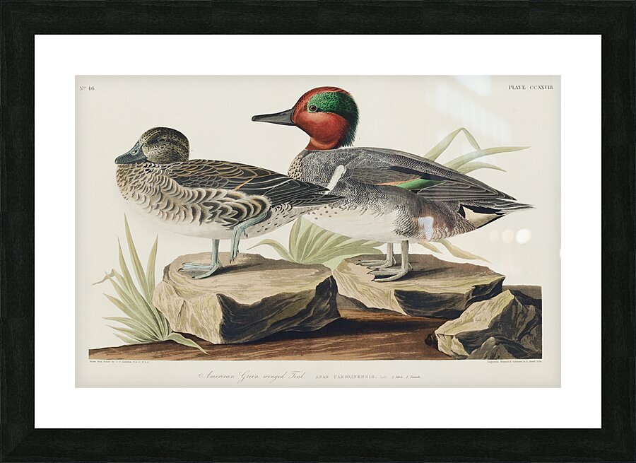 Broad-winged Hawk Picture Frame print