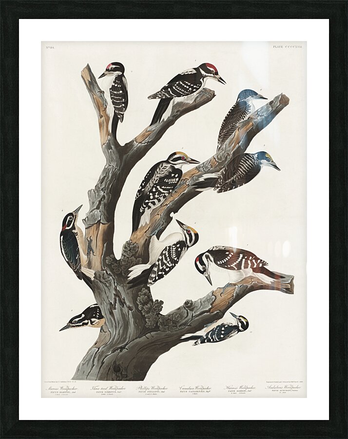 Marias Woodpecker Picture Frame print