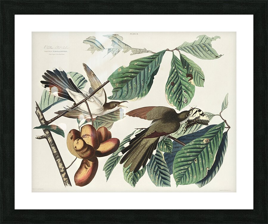 Yellow-billed Cuckoo Picture Frame print