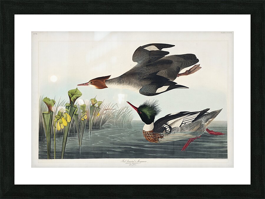 Red-breasted Merganser Picture Frame print