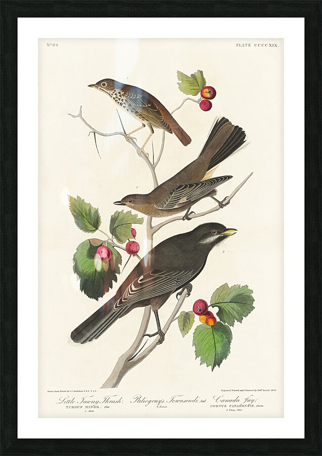 Little Tawny Thrush Ptiliogonys Townsendi and Canada Jay Picture Frame print