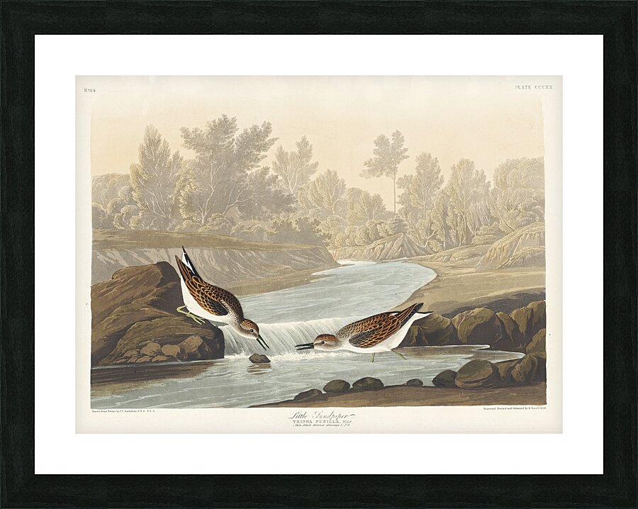 Little Sandpiper Picture Frame print