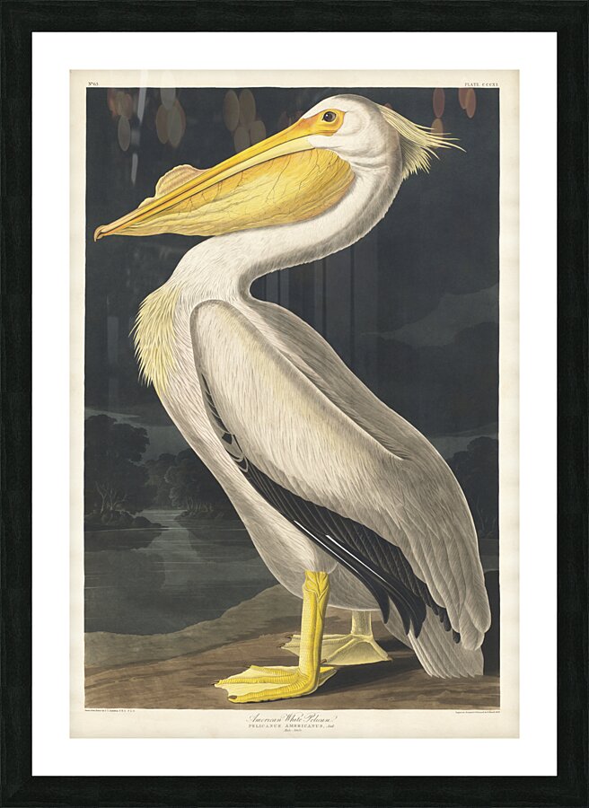 American White Pelican Picture Frame print