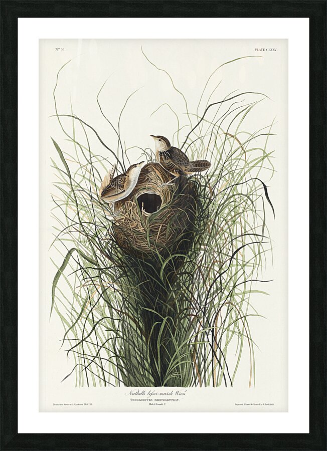 Nuttalls lesser-marsh Wren Picture Frame print