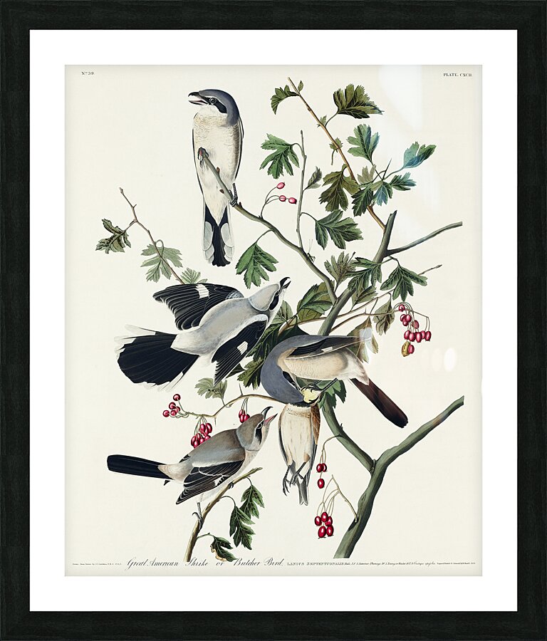 Great cinereous Shrike or Butcher Bird Picture Frame print