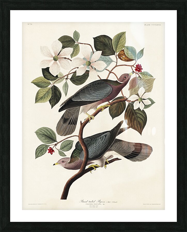 Band-tailed Pigeon Picture Frame print