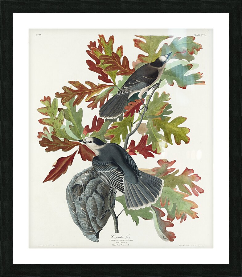 Canada Jay Picture Frame print