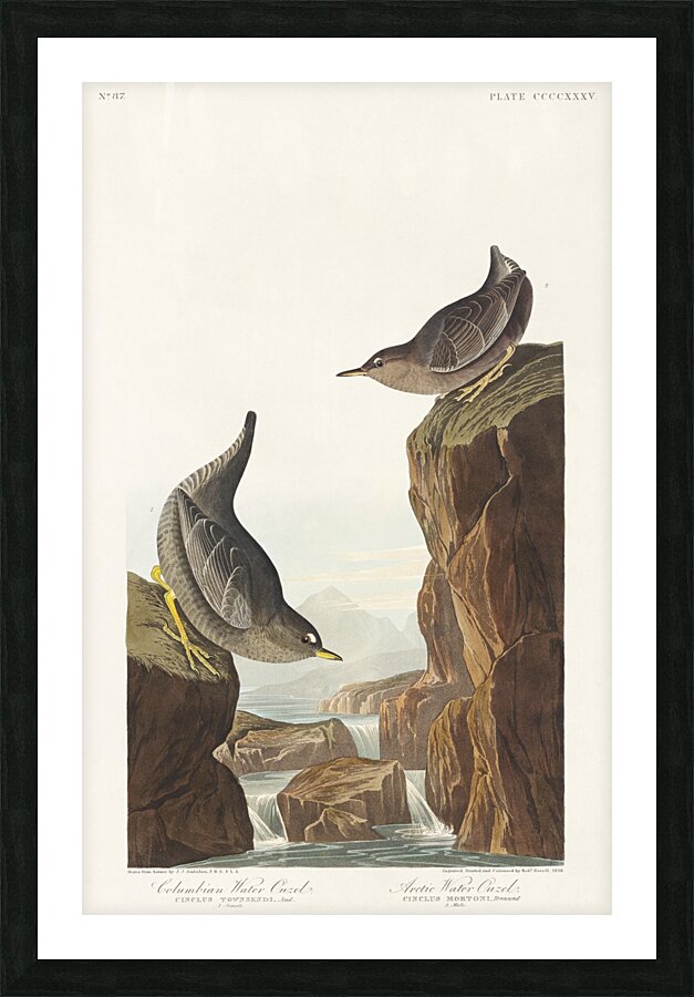 Columbian Water Ouzel and Arctic Water Ouzel Picture Frame print