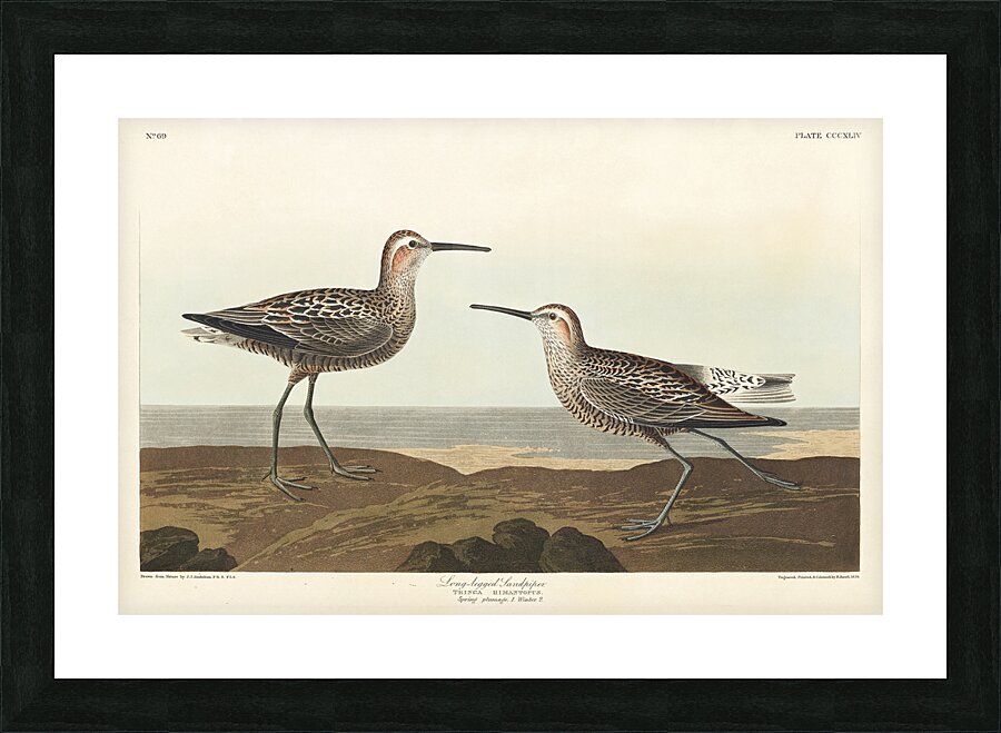 Long-legged Sandpiper Picture Frame print