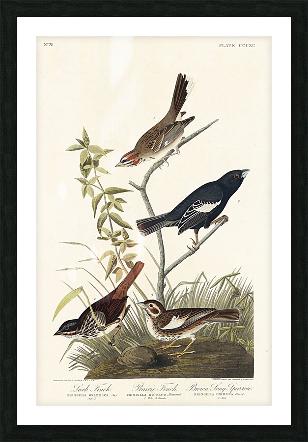 Lark Finch Prairie Finch and Brown Song Sparrow Picture Frame print