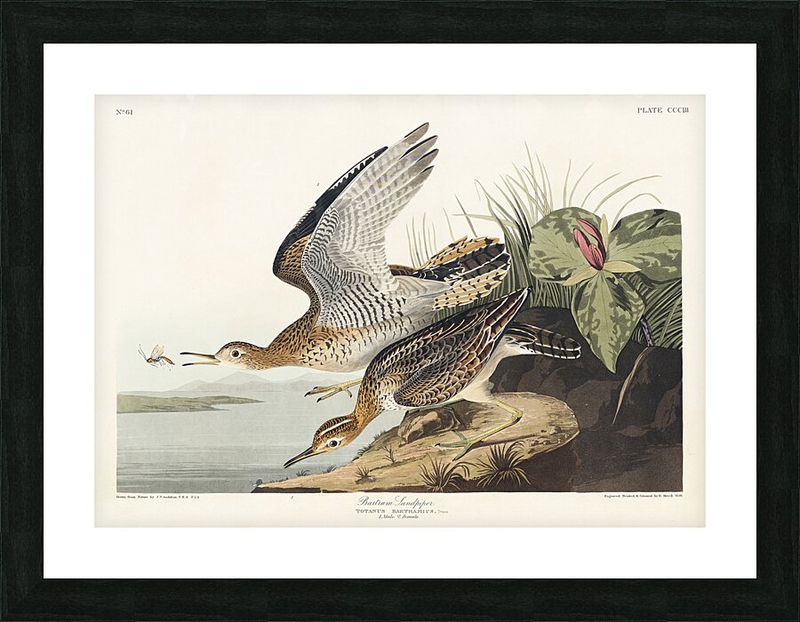 Bartram Sandpiper Impression et Cadre photo