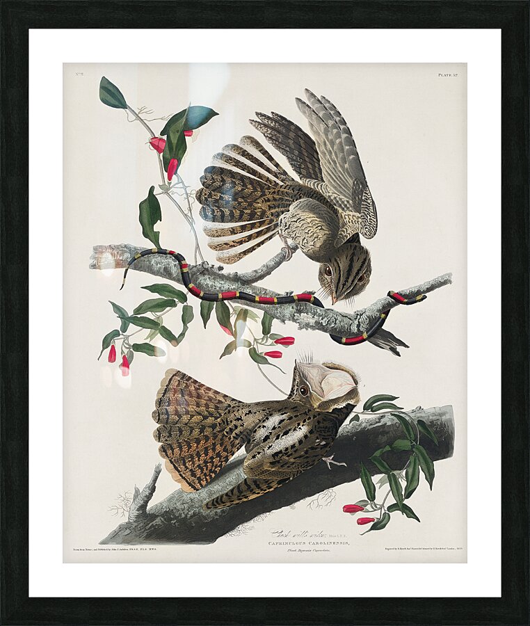 Chuck-wills Widow Picture Frame print