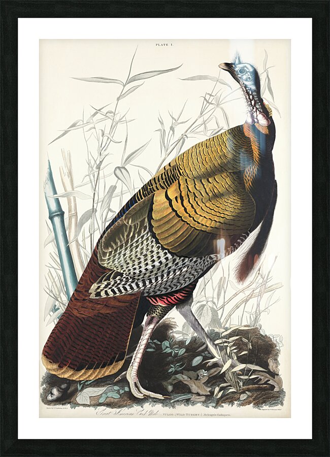 Wild Turkey or Great American Cock Picture Frame print