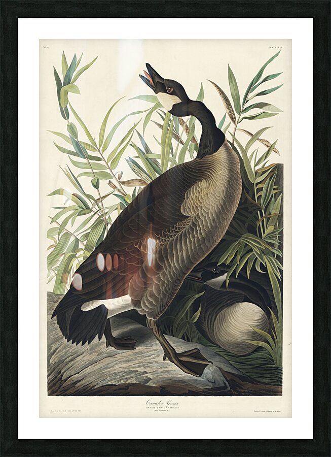 Canada Goose Picture Frame print