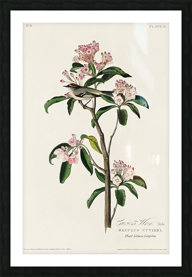 Cuviers Kinglet Picture Frame print