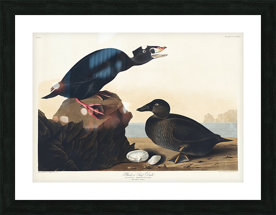 Black or Surf Duck Picture Frame print