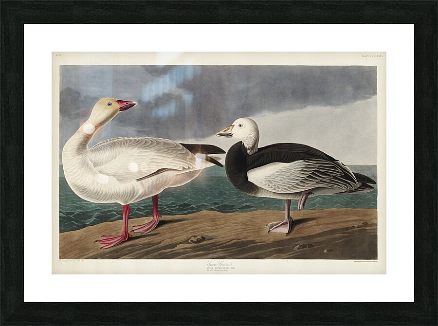 Black or Surf Duck Picture Frame print