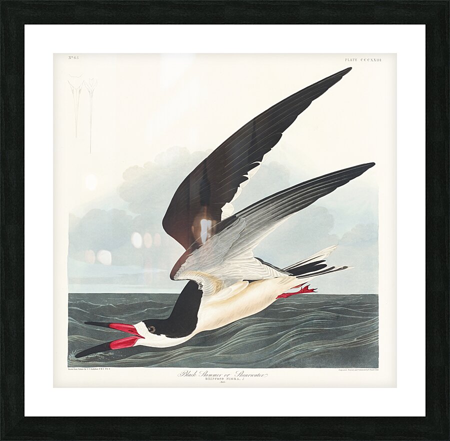Black Skimmer Picture Frame print