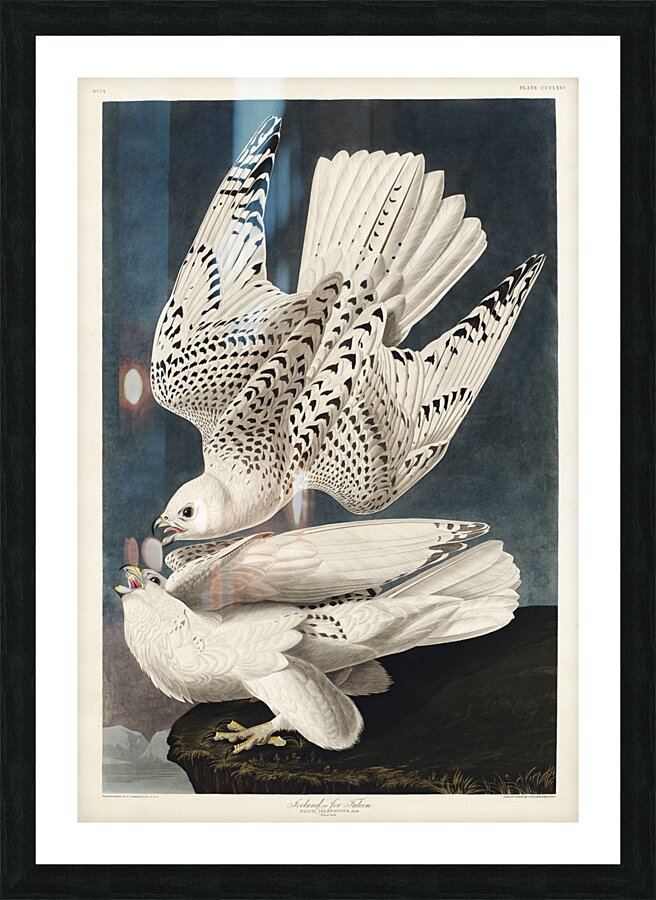 Iceland or Jer Falcon Picture Frame print