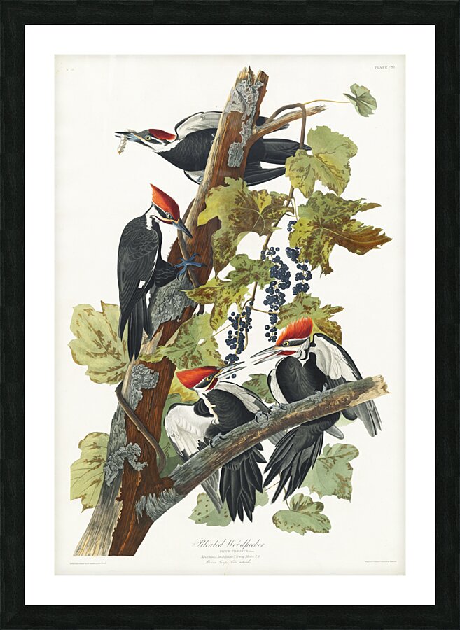 Pileated Woodpecker Picture Frame print