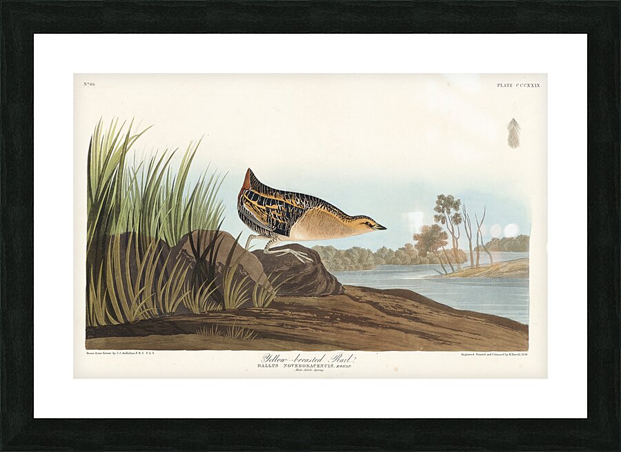 Yellow-breasted Rail Picture Frame print
