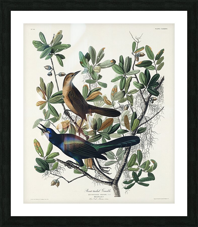 Boat-tailed Grackle Impression et Cadre photo