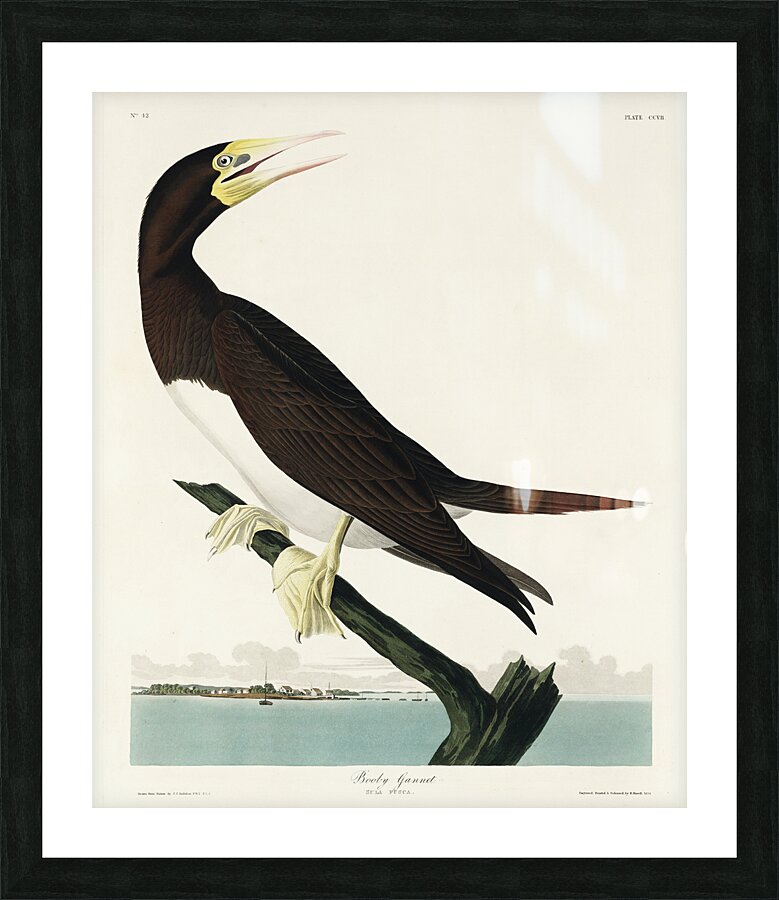 Booby Gannet Picture Frame print