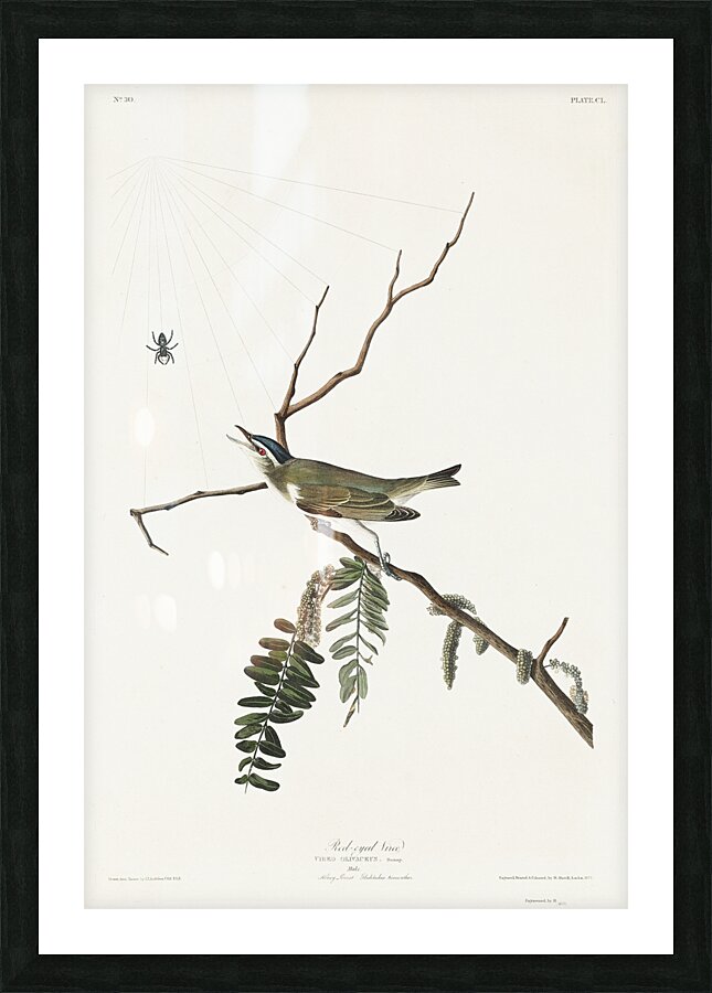 Red-eyed Vireo Picture Frame print