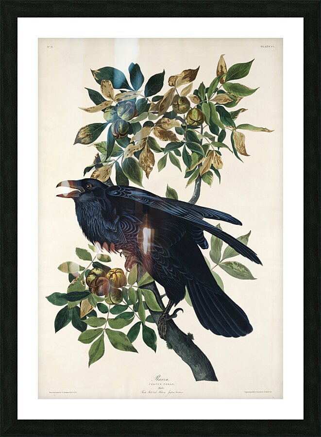 Raven Picture Frame print