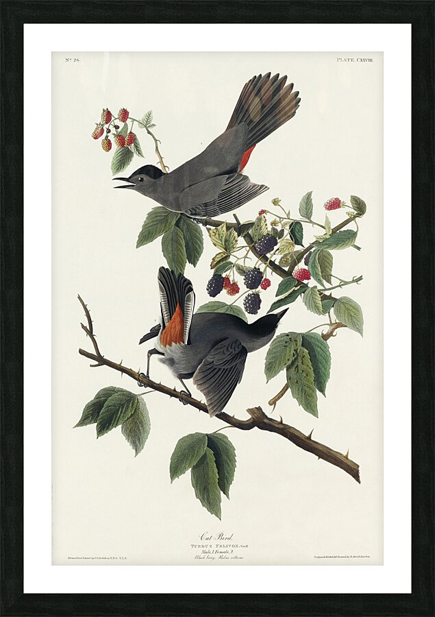 Cat Bird Picture Frame print
