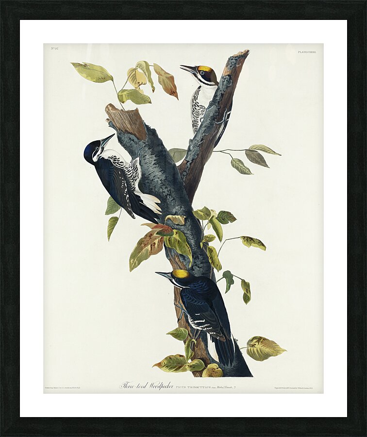 Three-toed Woodpecker Picture Frame print