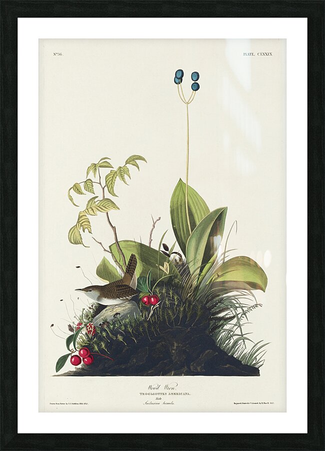 Wood Wren Picture Frame print
