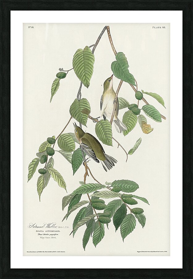 Autumnal Warbler Picture Frame print