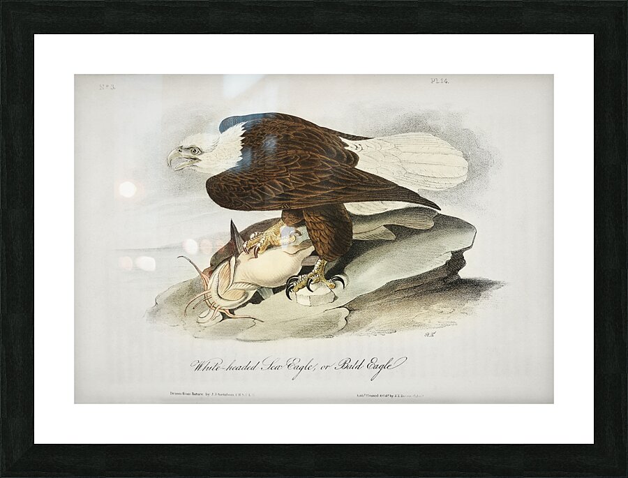 White Headed Sea Eagle or Bald Eagle Picture Frame print