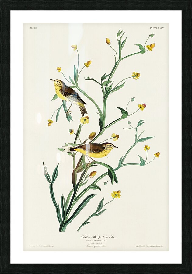 Yellow Red-poll Warbler Picture Frame print