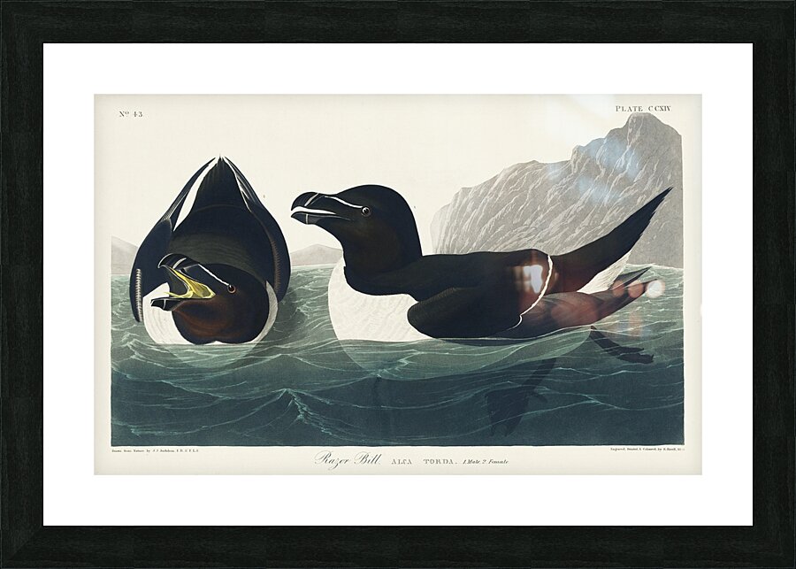 Razor Bill Picture Frame print