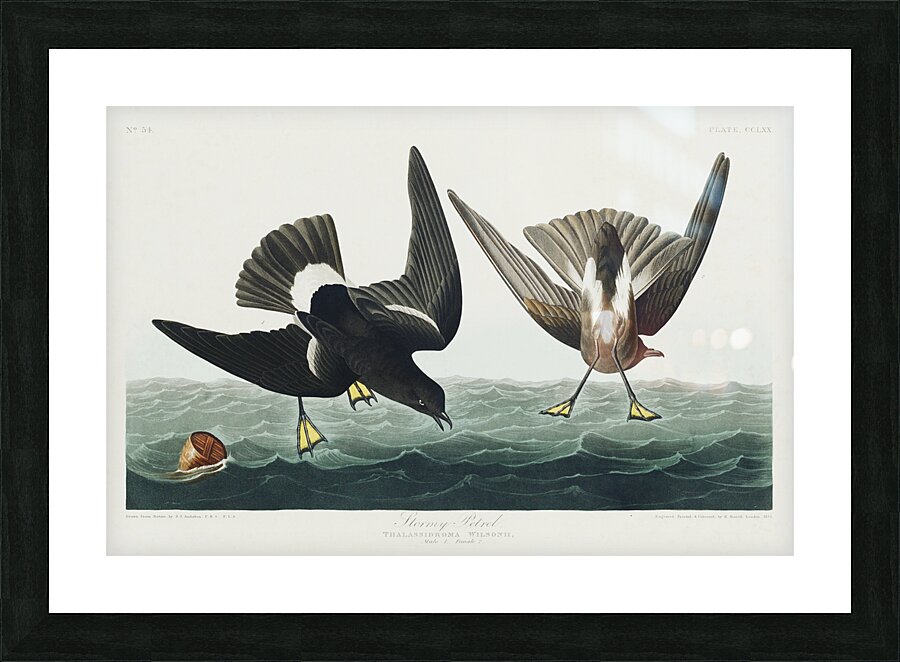 Stormy Petrel Picture Frame print
