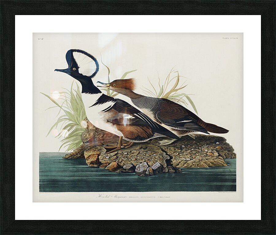 Hooded Merganser Picture Frame print