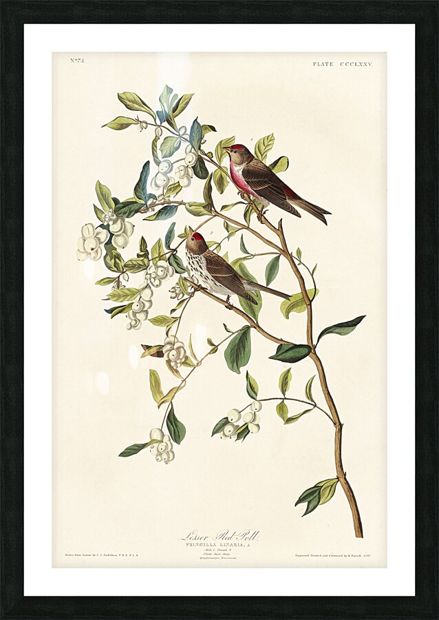 Lesser Red-Poll Picture Frame print