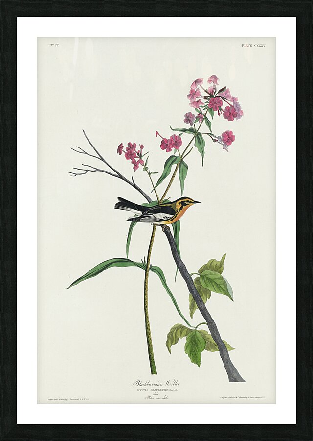 Blackburnian Warbler Picture Frame print