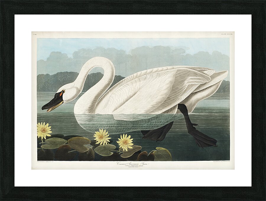 Common American Swan Picture Frame print