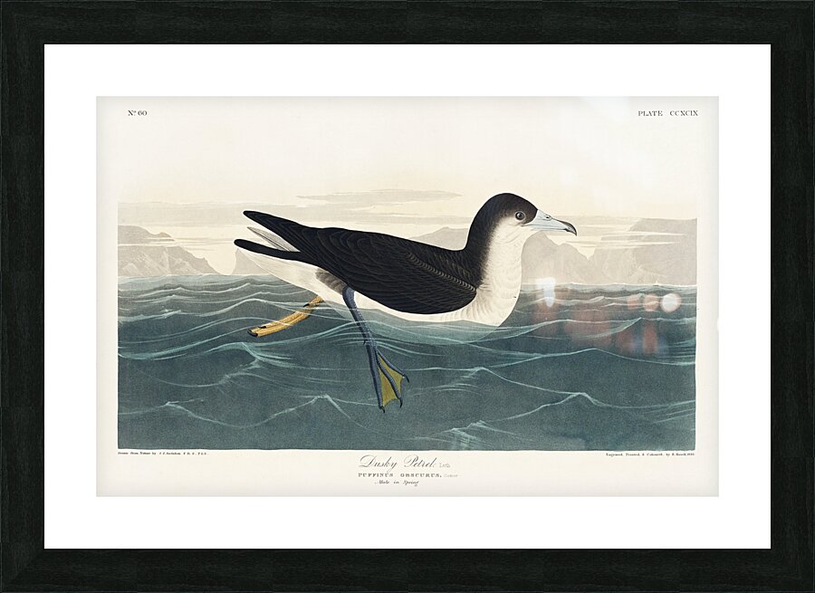 Dusky Petrel Picture Frame print