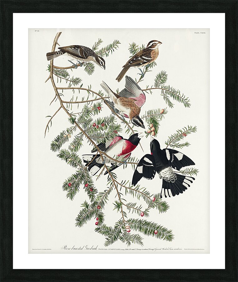 Rose-breasted Grosbeak Picture Frame print