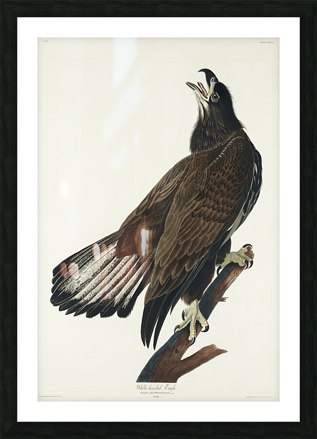 White-headed Eagle Picture Frame print