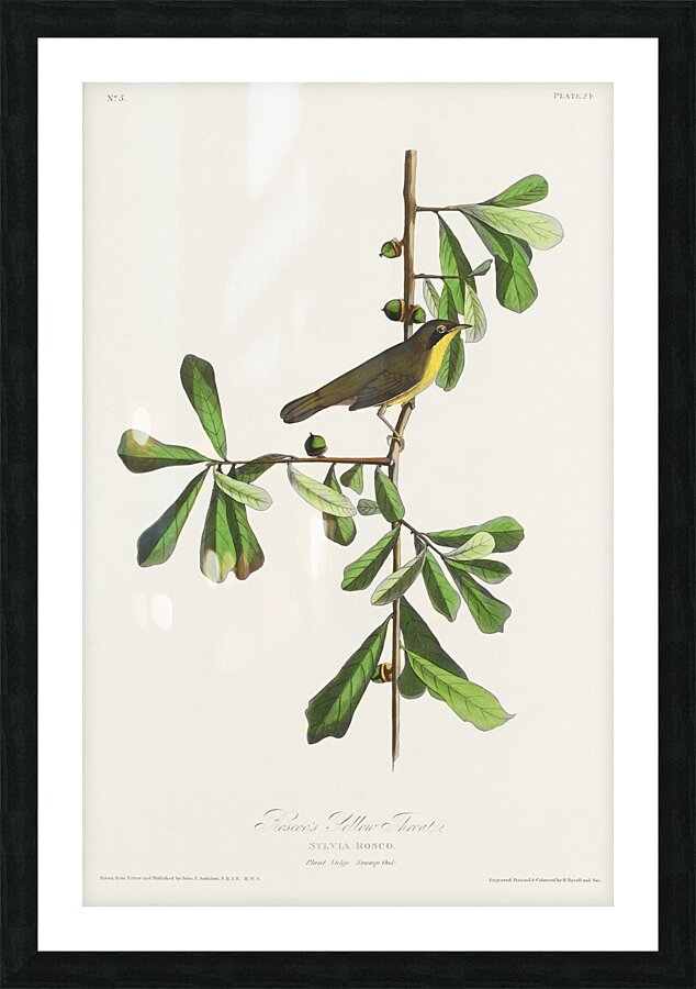 Roscoes Yellow-throat Picture Frame print