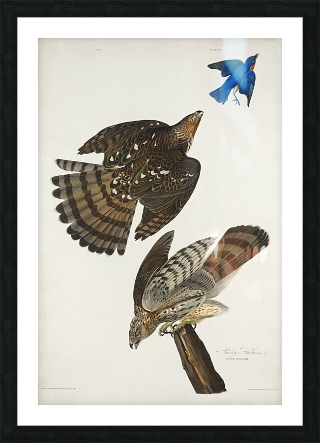 Stanley Hawk Picture Frame print