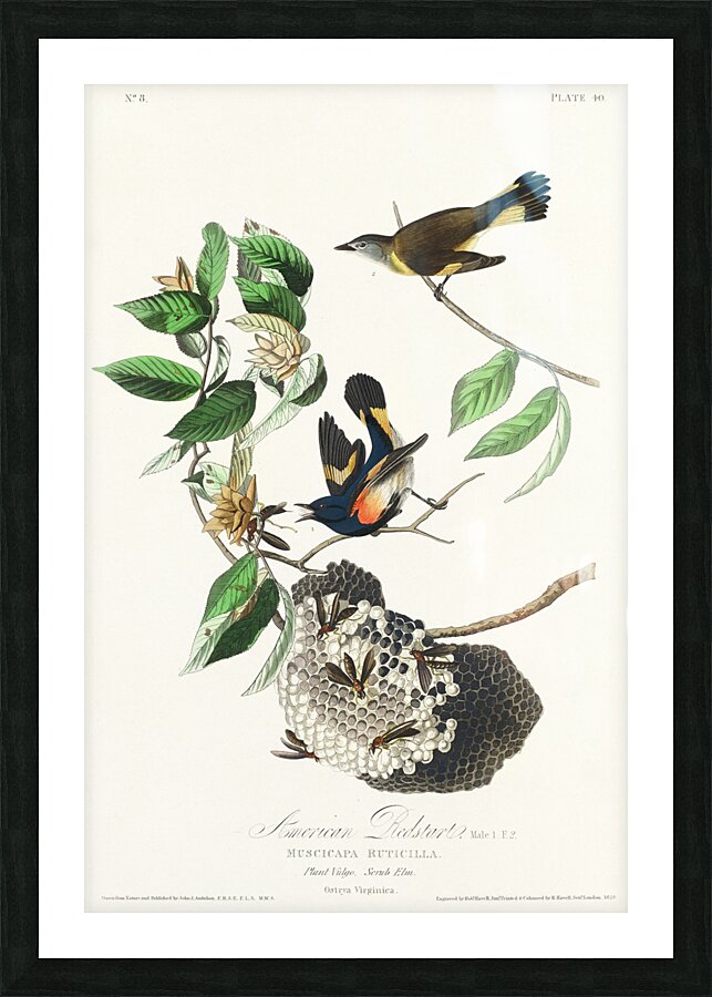 American Redstart Picture Frame print