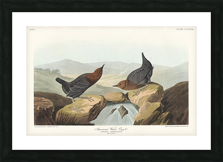 American Redstart Picture Frame print